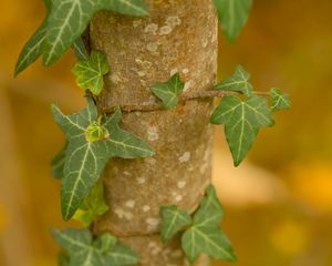 Preview wallpaper leaves, plant, trunk, blur