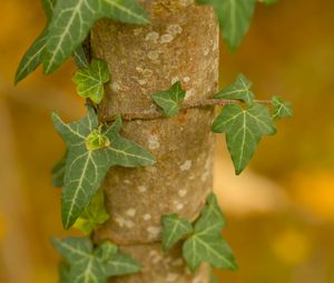 Preview wallpaper leaves, plant, trunk, blur