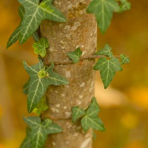 Preview wallpaper leaves, plant, trunk, blur