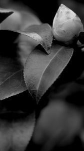 Preview wallpaper leaves, plant, veinlets, macro, black and white