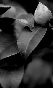 Preview wallpaper leaves, plant, veinlets, macro, black and white