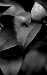 Preview wallpaper leaves, plant, veinlets, macro, black and white