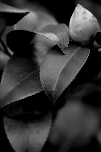 Preview wallpaper leaves, plant, veinlets, macro, black and white