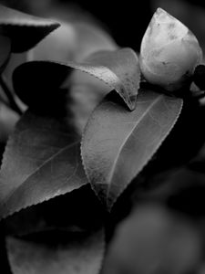 Preview wallpaper leaves, plant, veinlets, macro, black and white