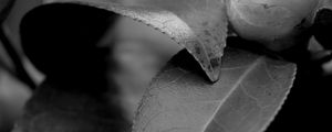 Preview wallpaper leaves, plant, veinlets, macro, black and white