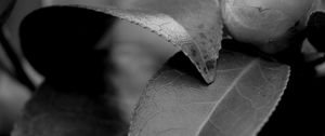 Preview wallpaper leaves, plant, veinlets, macro, black and white