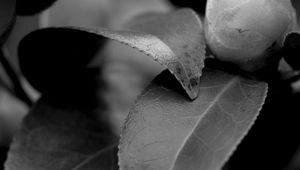 Preview wallpaper leaves, plant, veinlets, macro, black and white