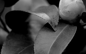 Preview wallpaper leaves, plant, veinlets, macro, black and white