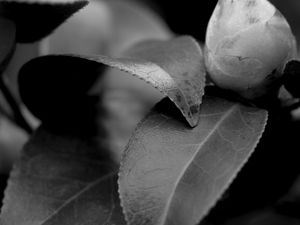 Preview wallpaper leaves, plant, veinlets, macro, black and white