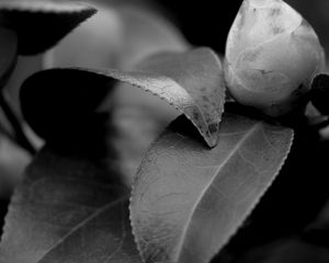 Preview wallpaper leaves, plant, veinlets, macro, black and white