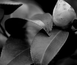 Preview wallpaper leaves, plant, veinlets, macro, black and white