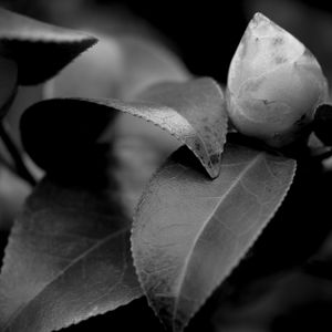 Preview wallpaper leaves, plant, veinlets, macro, black and white