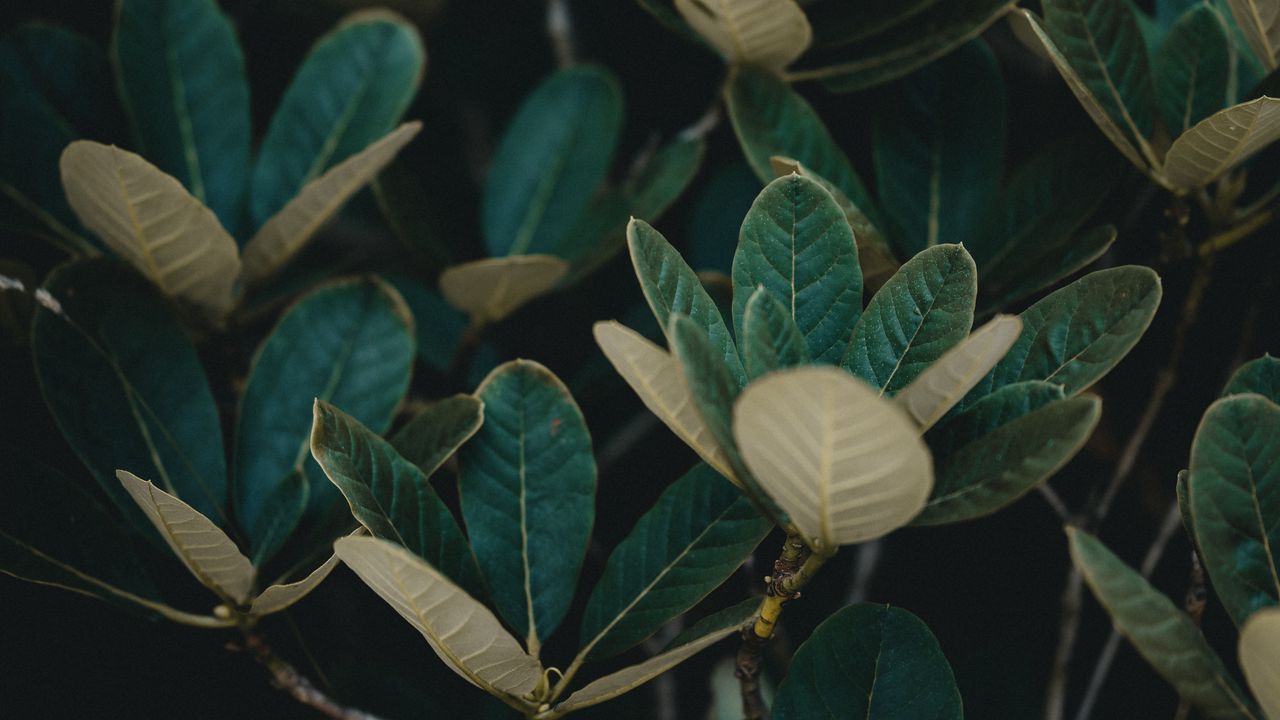 Wallpaper leaves, plant, veins, bush