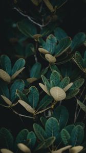 Preview wallpaper leaves, plant, veins, bush