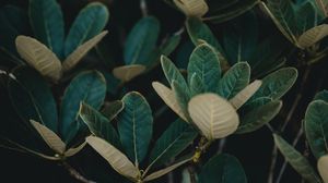 Preview wallpaper leaves, plant, veins, bush