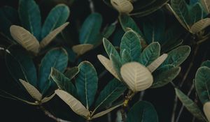 Preview wallpaper leaves, plant, veins, bush