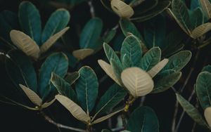 Preview wallpaper leaves, plant, veins, bush