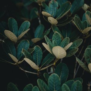 Preview wallpaper leaves, plant, veins, bush
