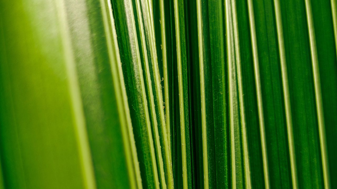 Wallpaper leaves, plant, veins, macro, green