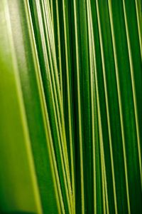Preview wallpaper leaves, plant, veins, macro, green