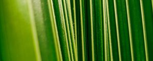 Preview wallpaper leaves, plant, veins, macro, green