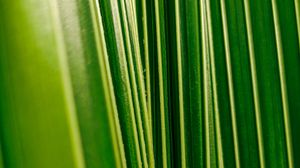 Preview wallpaper leaves, plant, veins, macro, green