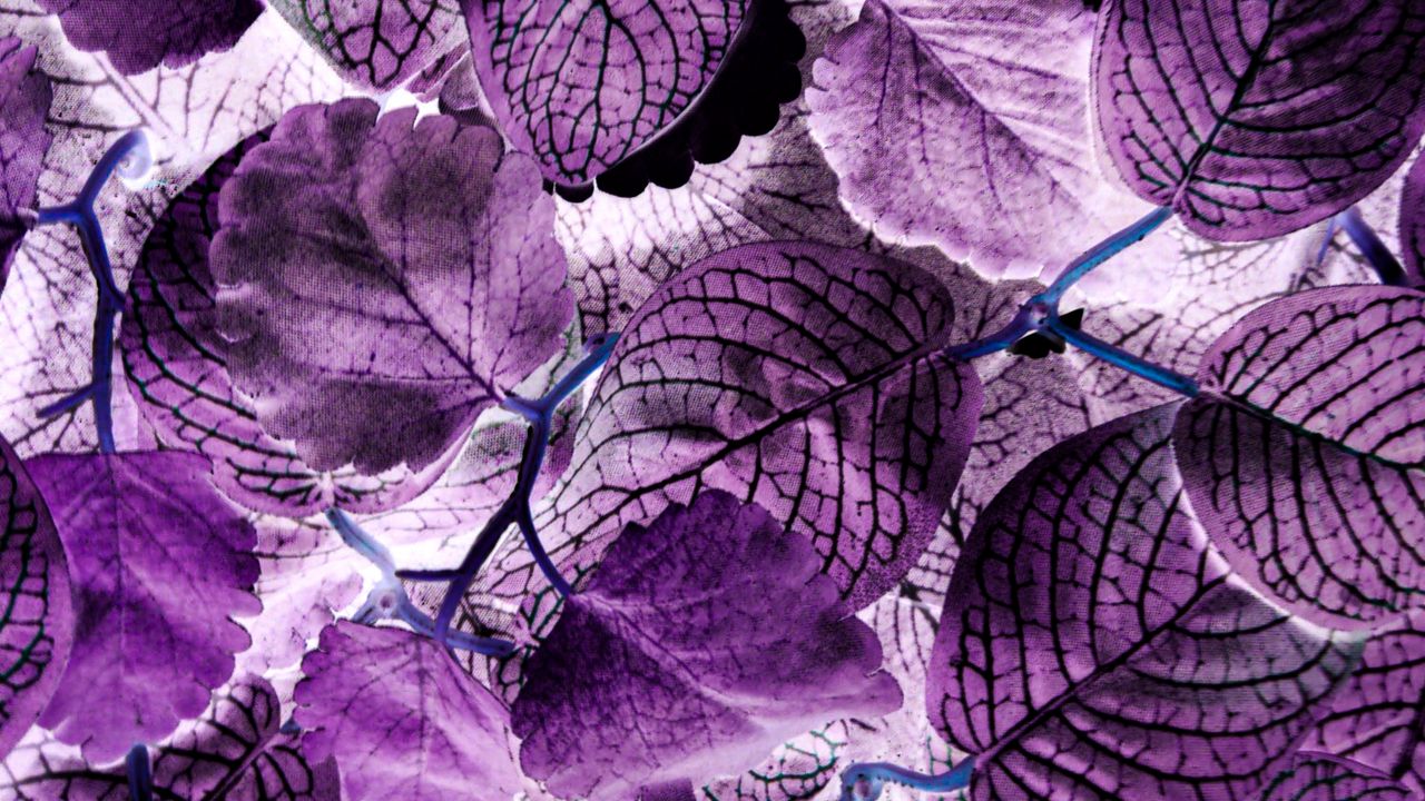 Wallpaper leaves, plant, veins, macro, purple