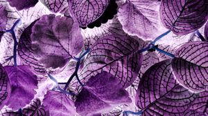 Preview wallpaper leaves, plant, veins, macro, purple