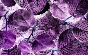 Preview wallpaper leaves, plant, veins, macro, purple