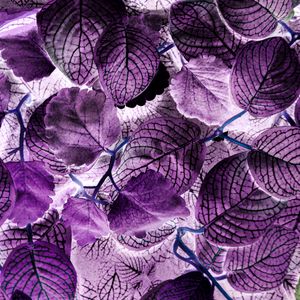 Preview wallpaper leaves, plant, veins, macro, purple