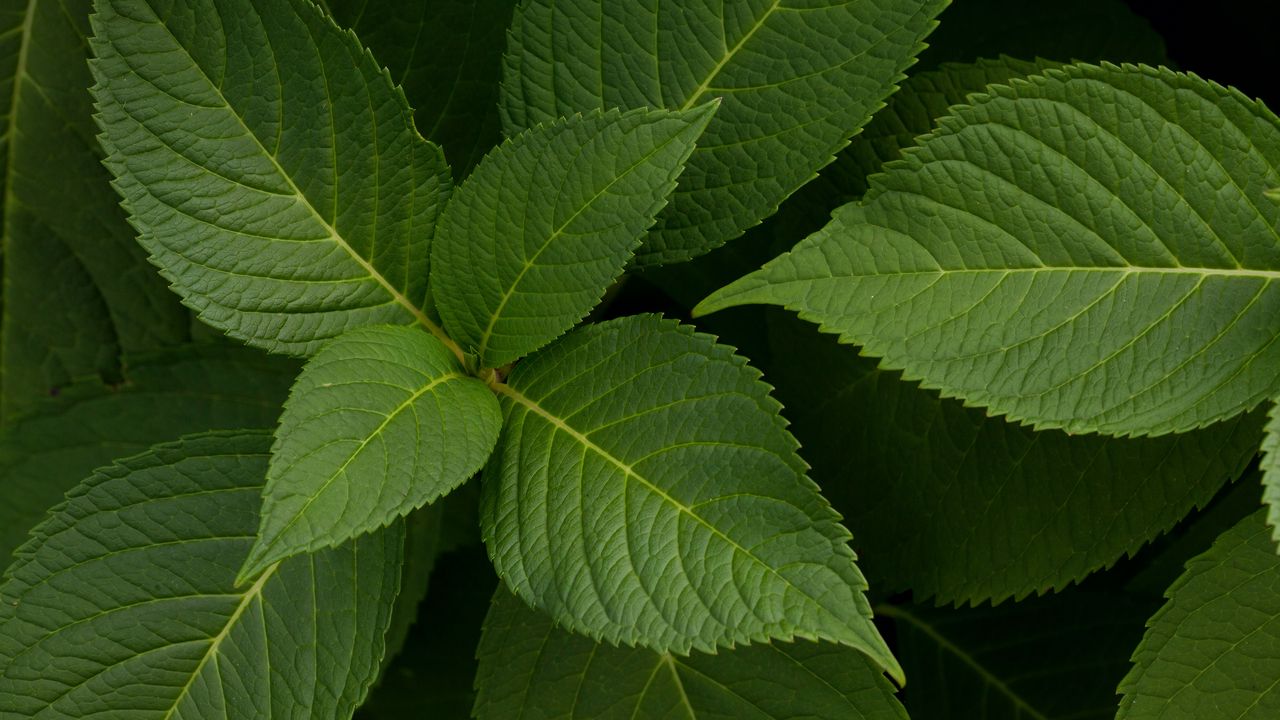 Wallpaper leaves, plant, veins, green, macro