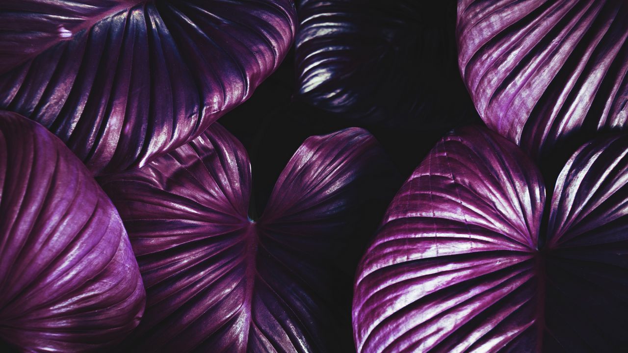 Wallpaper leaves, plant, violet