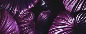 Preview wallpaper leaves, plant, violet