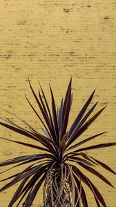 Preview wallpaper leaves, plant, wall