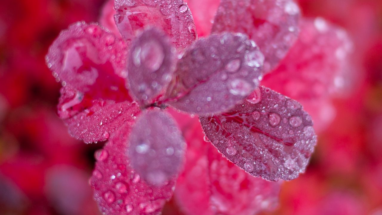 Wallpaper leaves, plant, water, drops, macro
