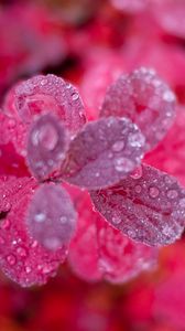 Preview wallpaper leaves, plant, water, drops, macro