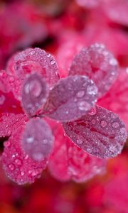 Preview wallpaper leaves, plant, water, drops, macro