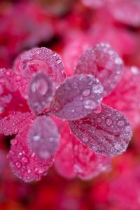 Preview wallpaper leaves, plant, water, drops, macro