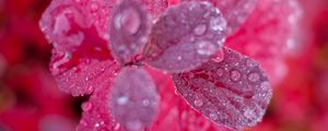 Preview wallpaper leaves, plant, water, drops, macro