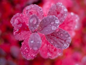 Preview wallpaper leaves, plant, water, drops, macro