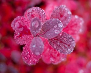 Preview wallpaper leaves, plant, water, drops, macro