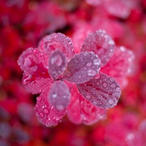 Preview wallpaper leaves, plant, water, drops, macro