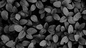 Preview wallpaper leaves, plants, bw