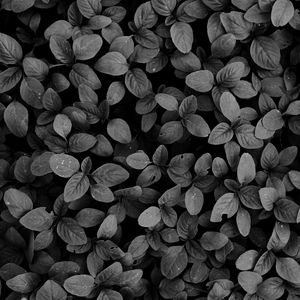 Preview wallpaper leaves, plants, bw