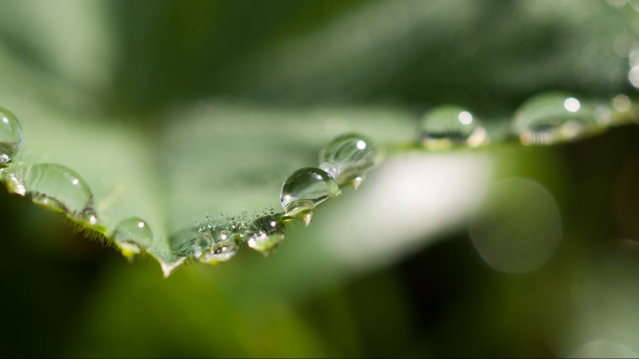 Wallpaper leaves, plants, drop, moisture hd, picture, image