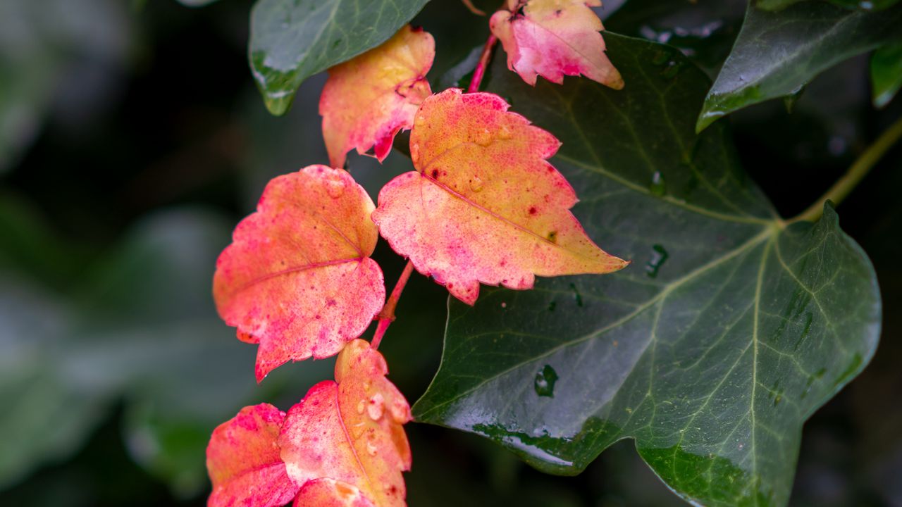 Wallpaper leaves, plants, drops, autumn