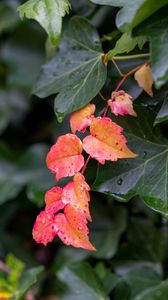 Preview wallpaper leaves, plants, drops, autumn