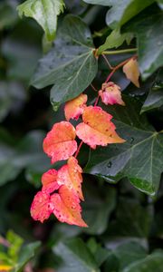 Preview wallpaper leaves, plants, drops, autumn