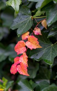 Preview wallpaper leaves, plants, drops, autumn