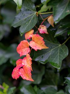 Preview wallpaper leaves, plants, drops, autumn